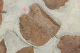Six Fossil Leaves (Zizyphoides, Davidia and Macginitiea) - Montana #188740-5